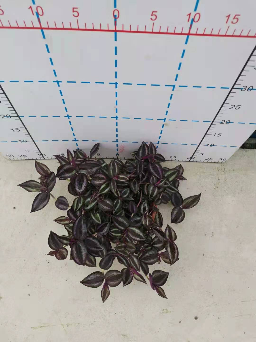 吊竹梅