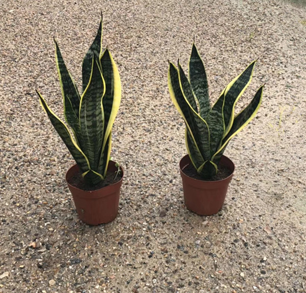 金边虎皮兰（金边虎尾兰）