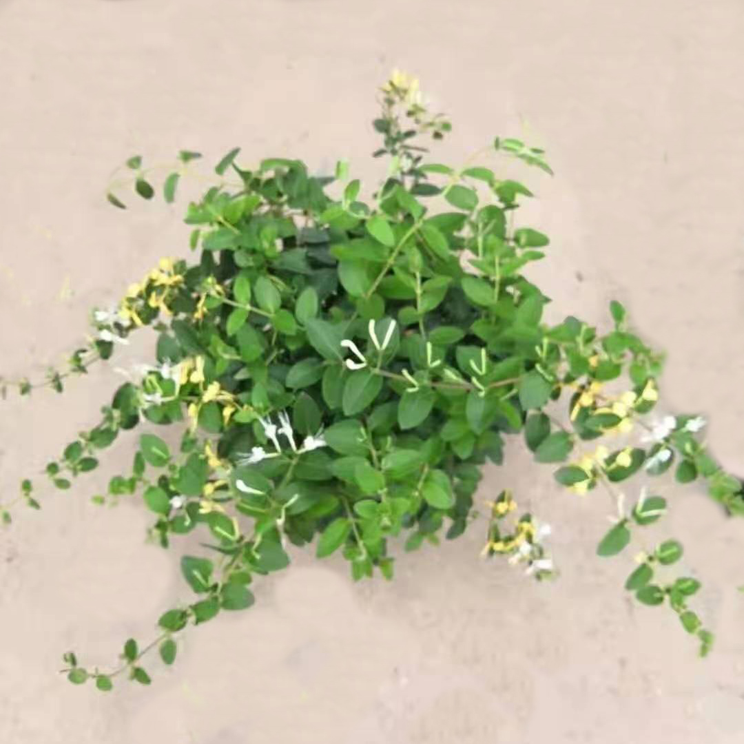 金银花