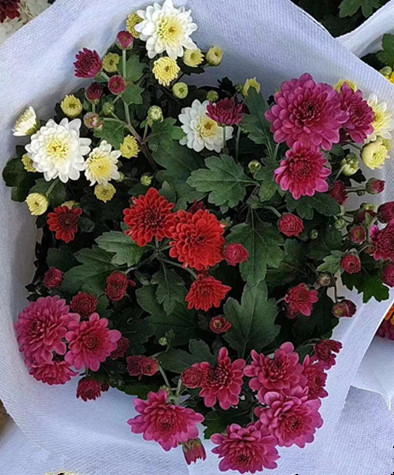 彩色如意菊