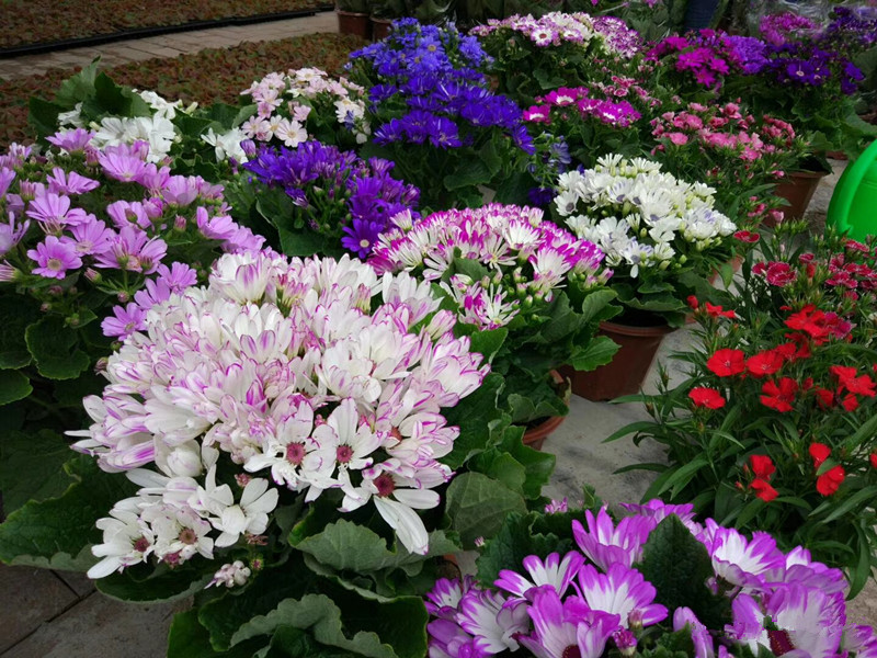 富贵菊（瓜叶菊）