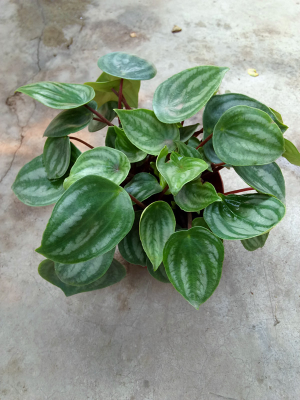 西瓜皮椒草