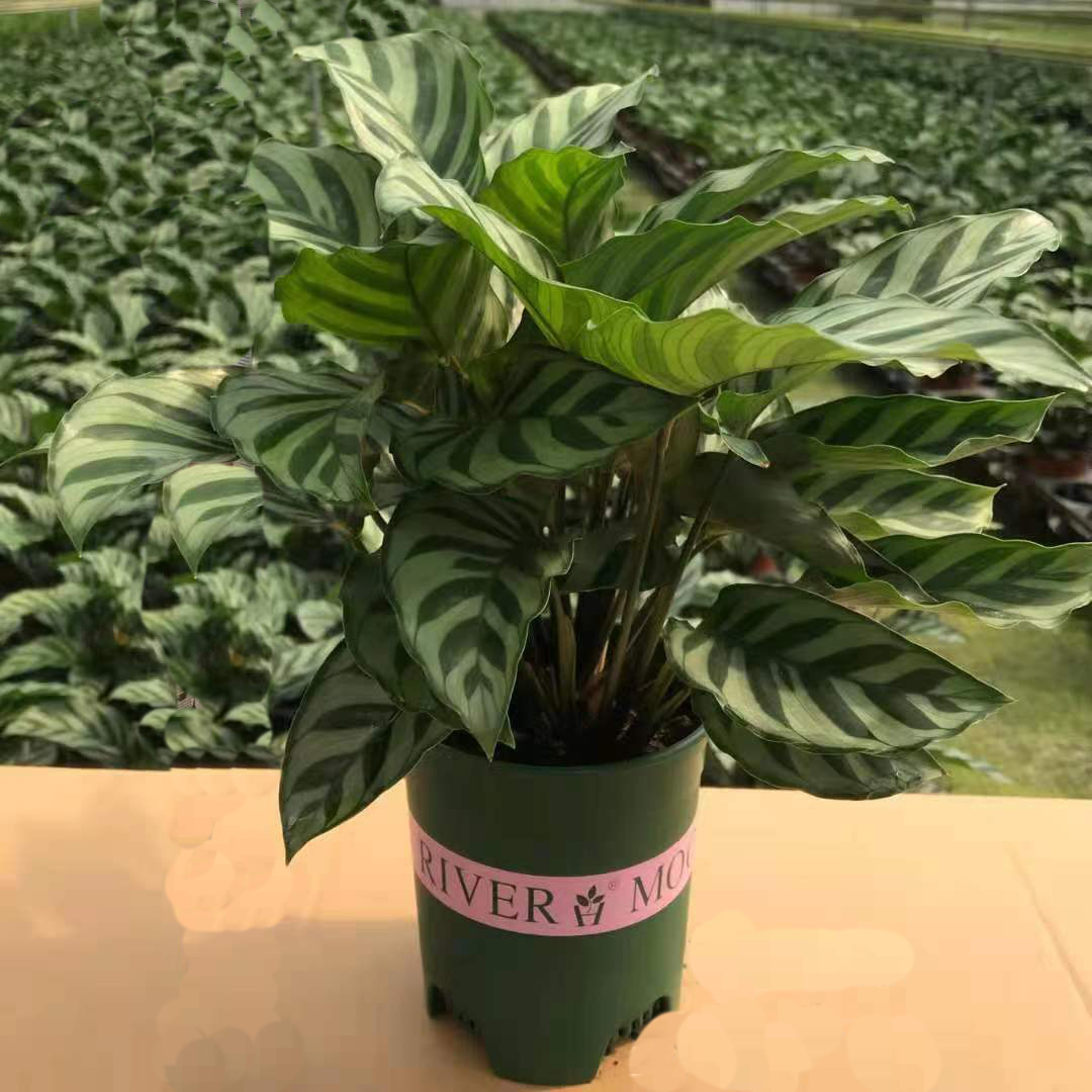 翠叶竹芋