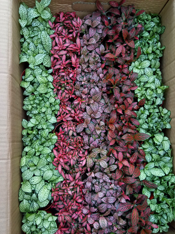 小火焰网纹草