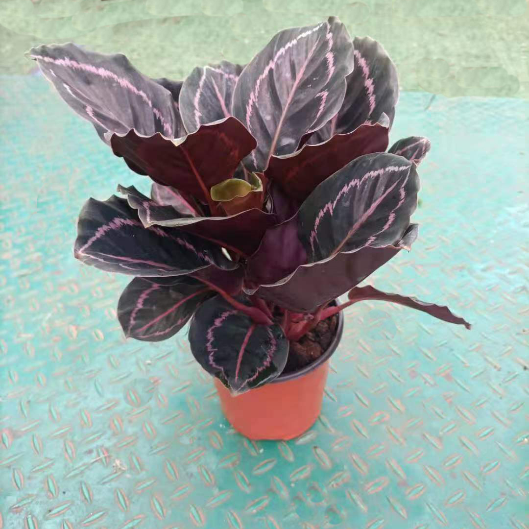 红美丽竹芋