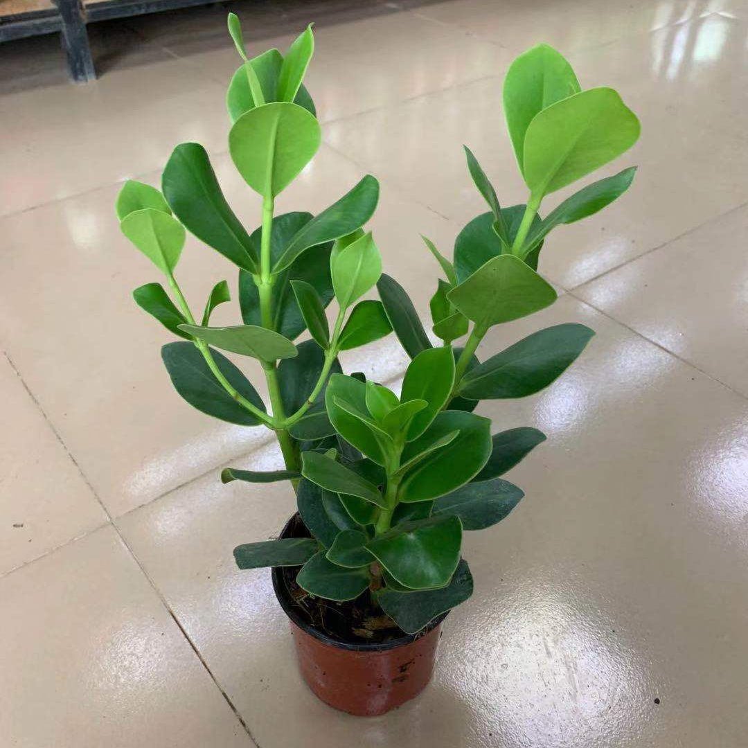 签名树