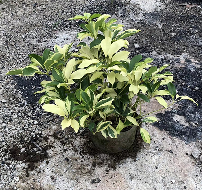 花叶澳洲鸭脚木