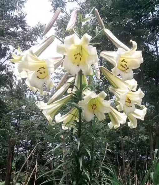 野生百合种球