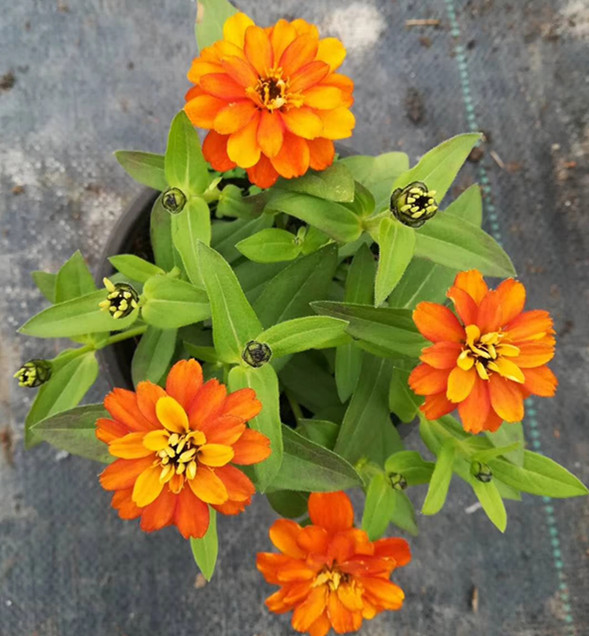 完美菊