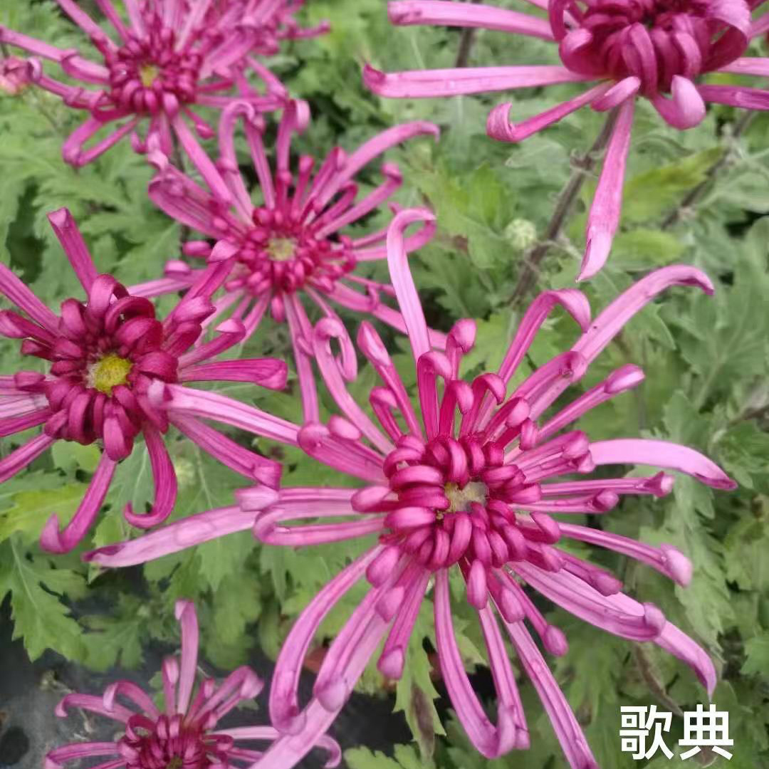金龙腾云 歌典品种菊花种苗预订