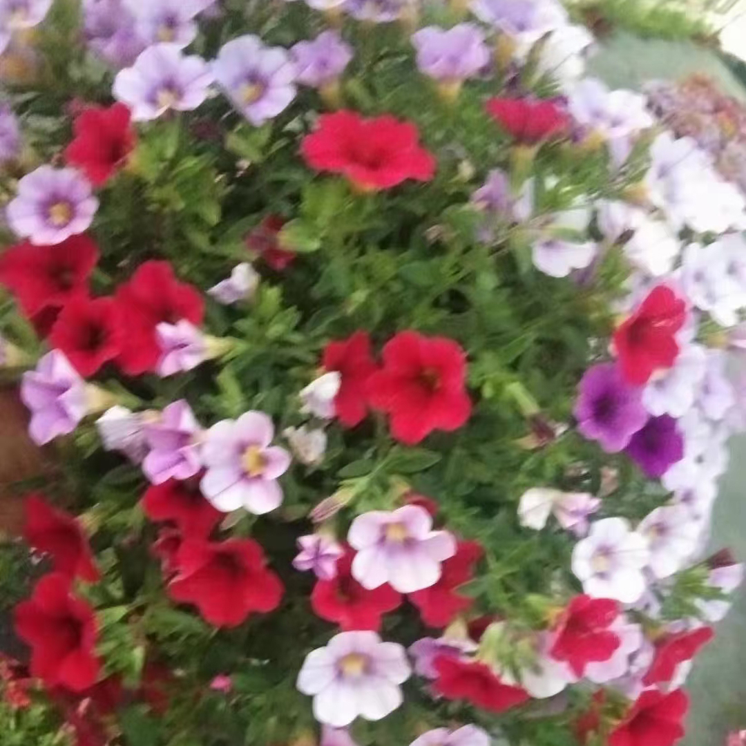 舞春花