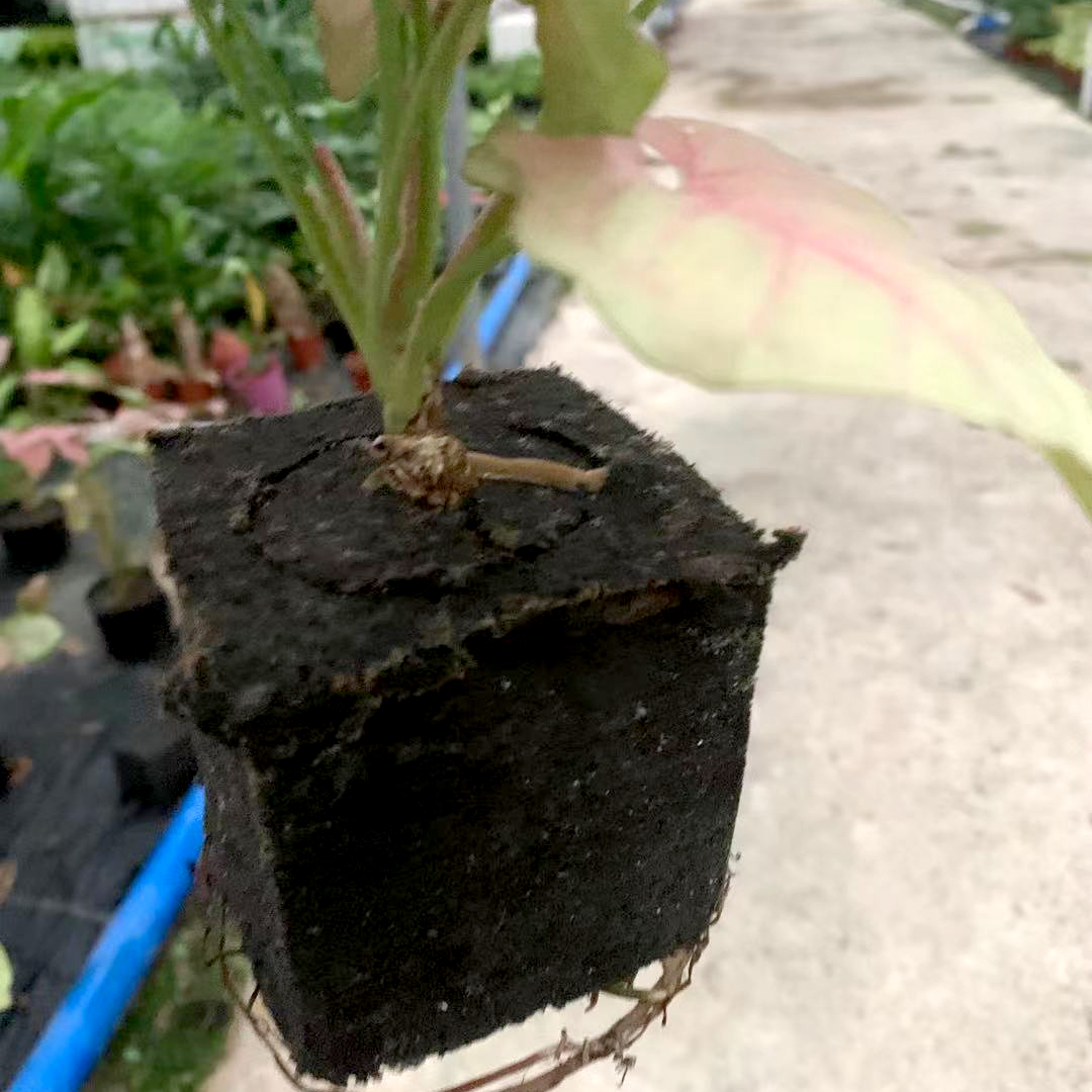 各种泡棉植物