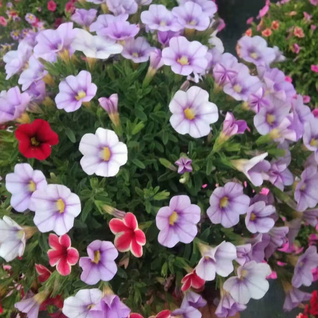 舞春花