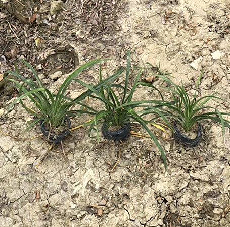 大花萱草 高20公分