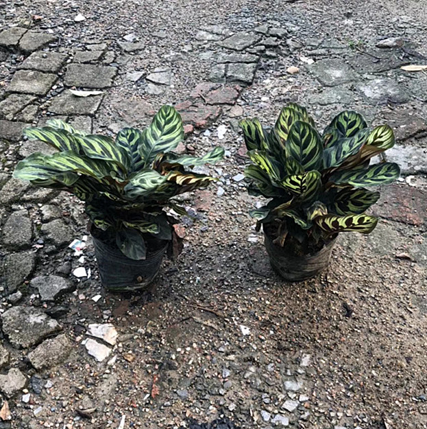 孔雀竹芋（7斤袋）