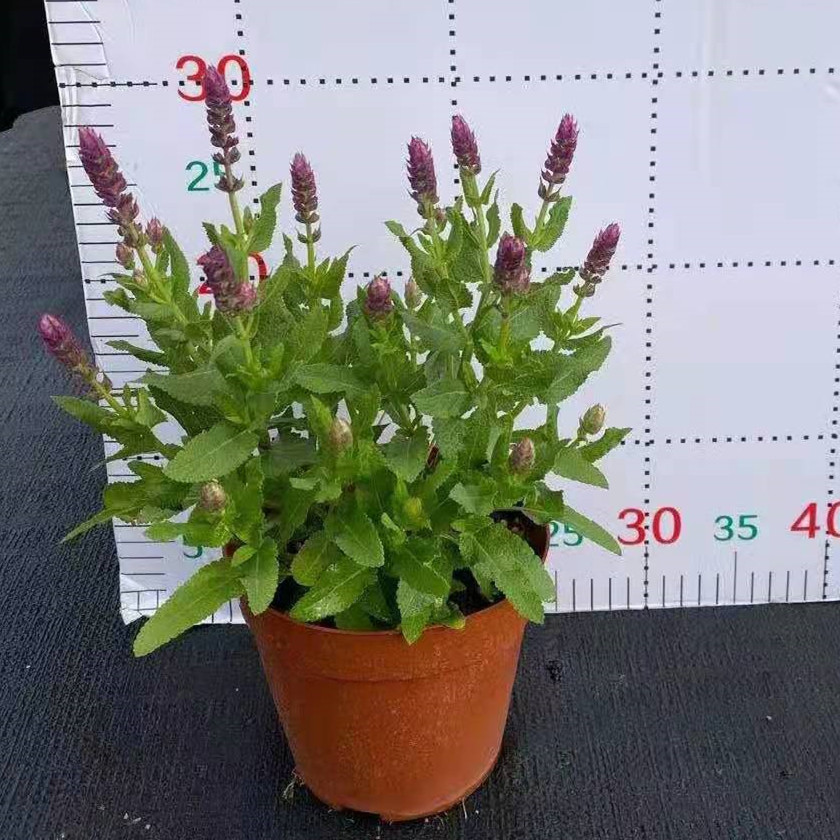 宿根鼠尾草160#