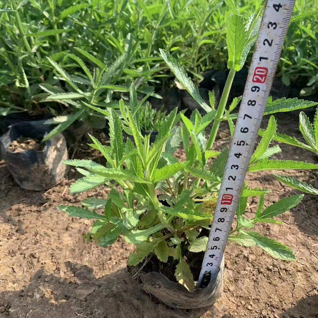 柳叶马鞭草7斤袋