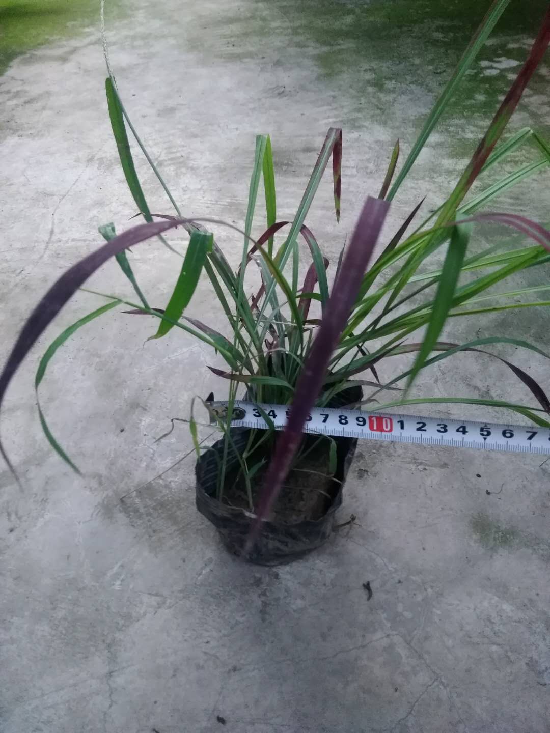 血草7斤袋