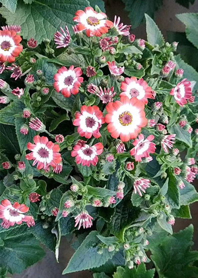 瓜叶菊