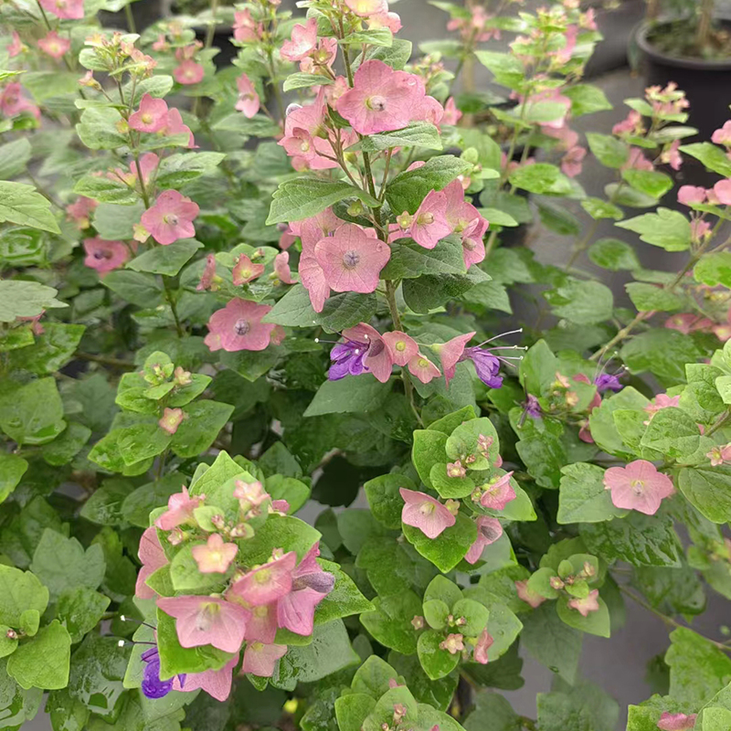 粉苞冬红（帽子花）