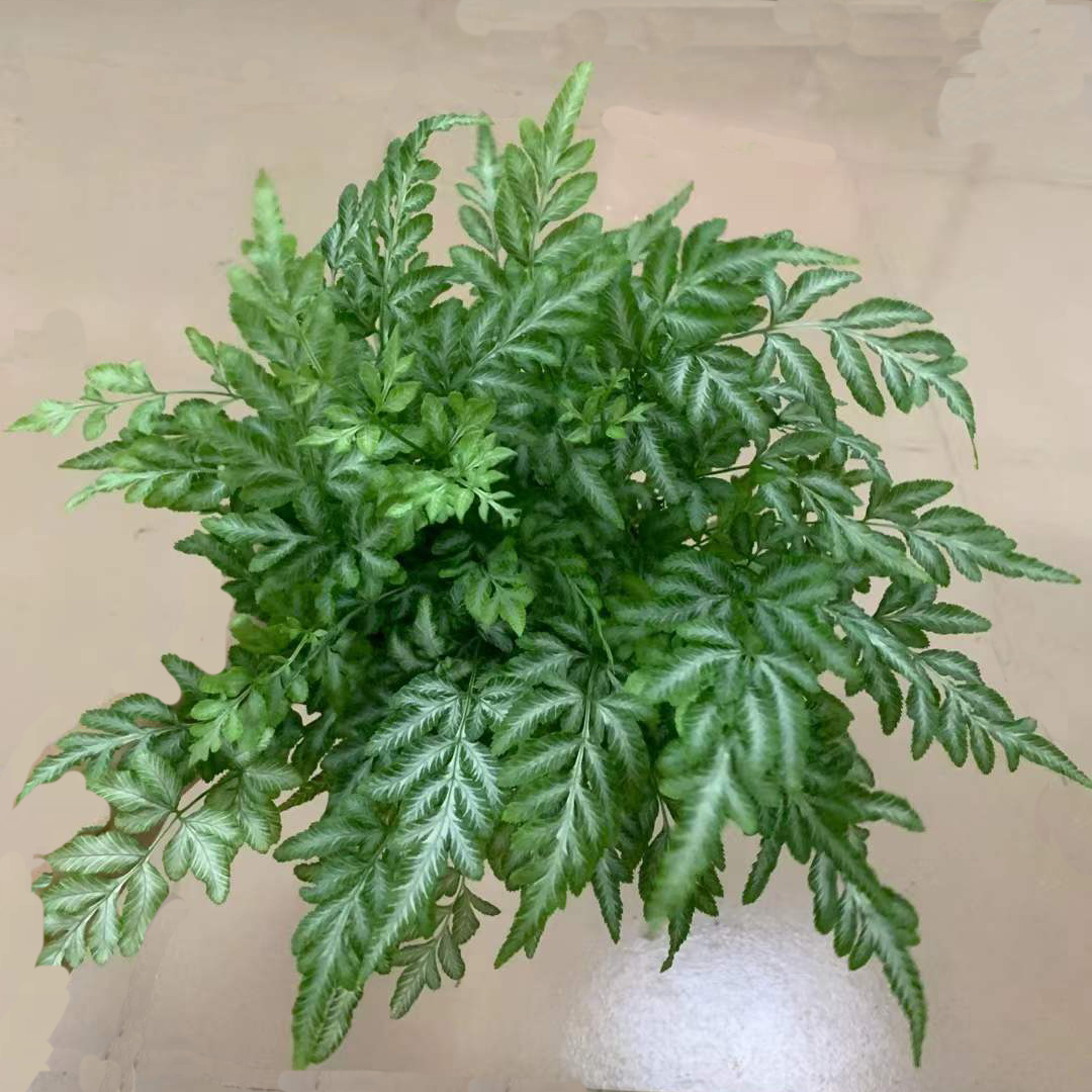 银线蕨