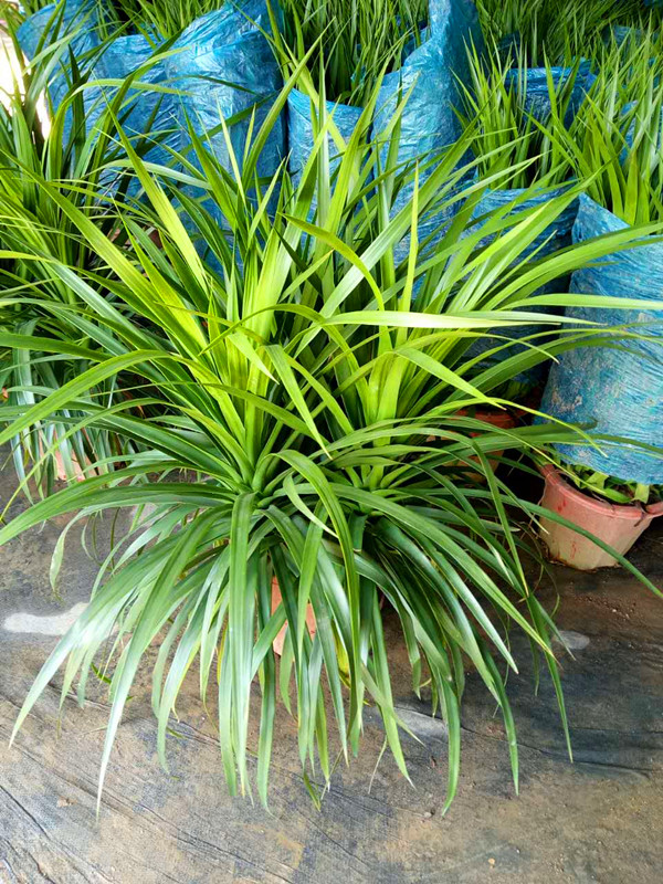 龙血树（三株60CM）