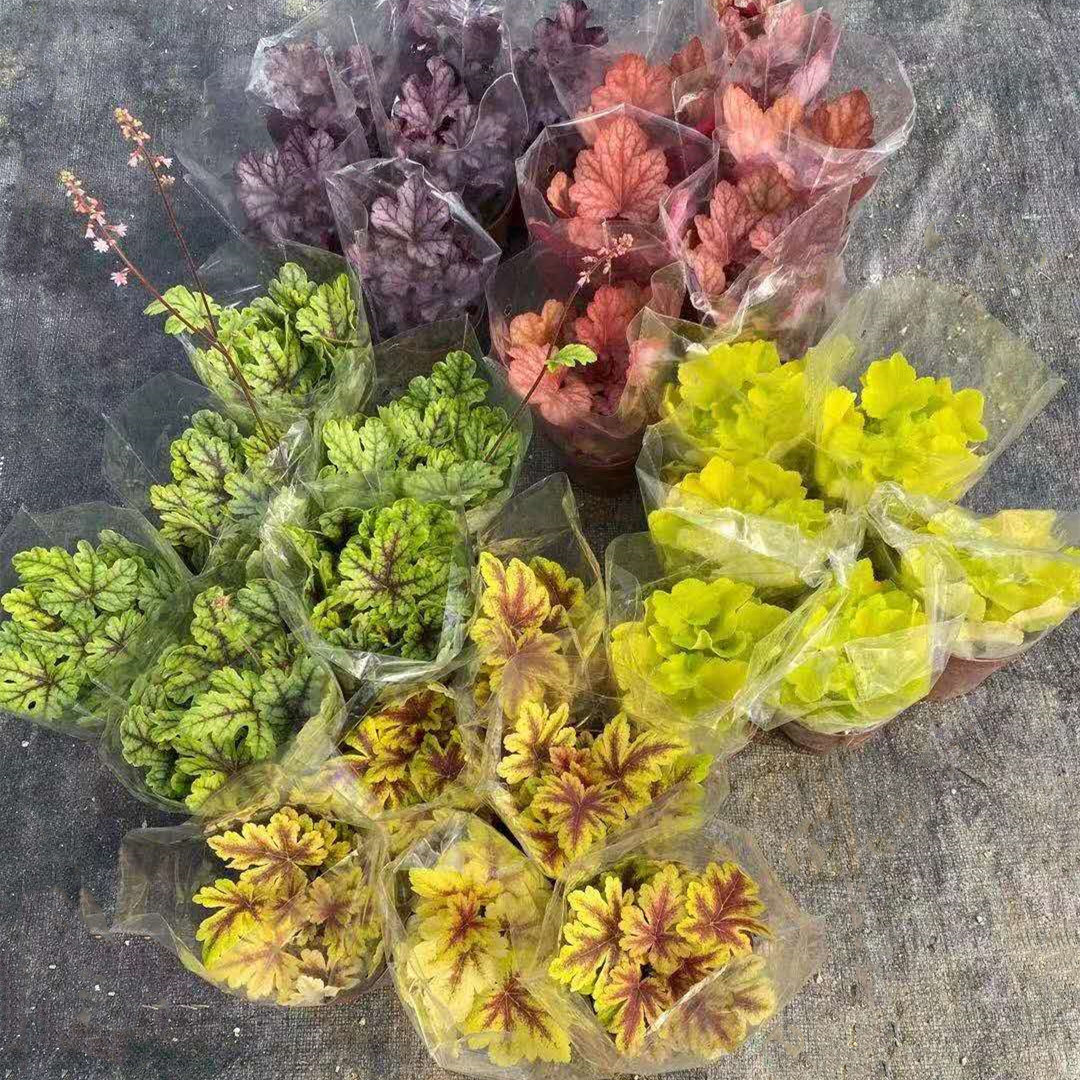 矾根120#