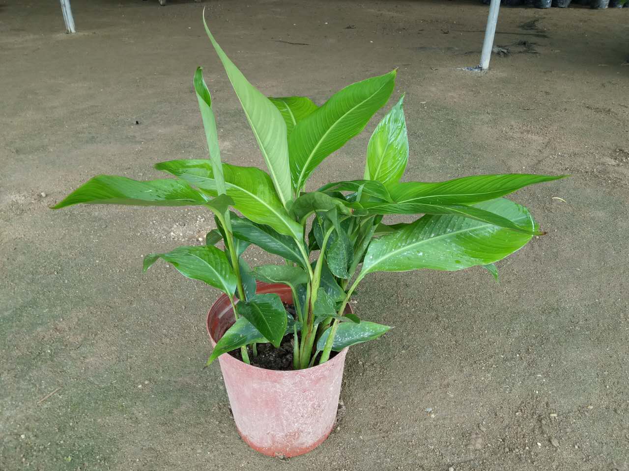 鸟蕉250#高50冠55