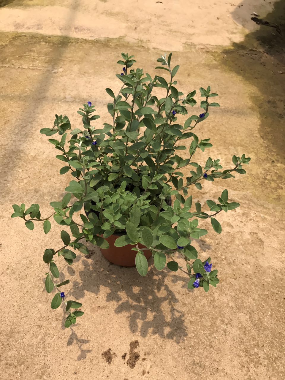 兰心花130#H30 G25