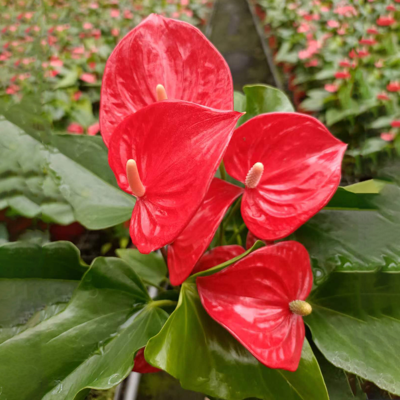 三株菲丽西塔红掌花烛120#