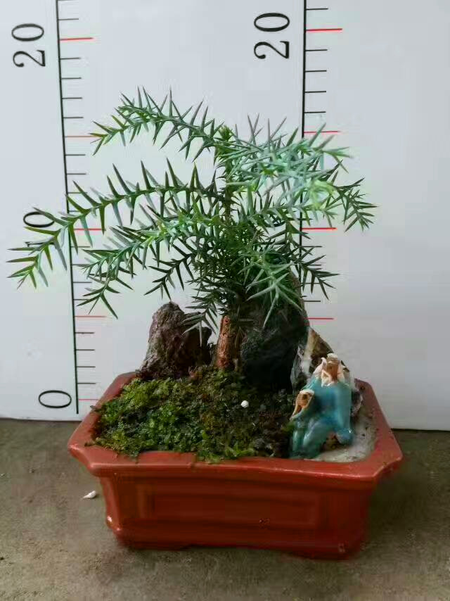 澳洲杉盆景（石来运转C)