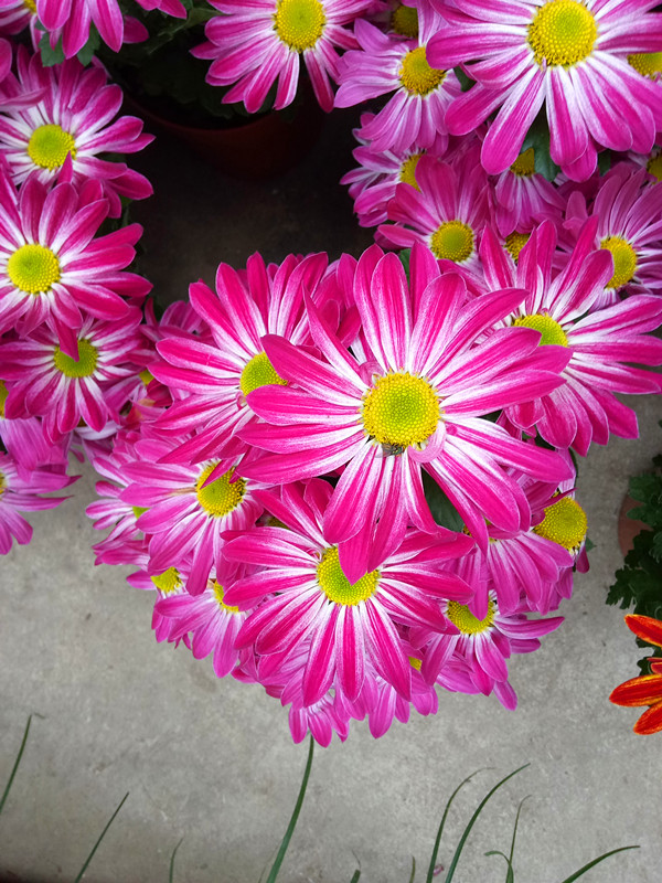荷兰菊