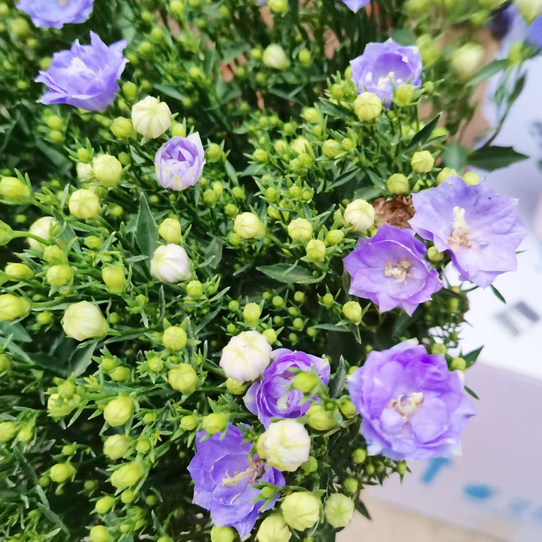 重瓣风铃花