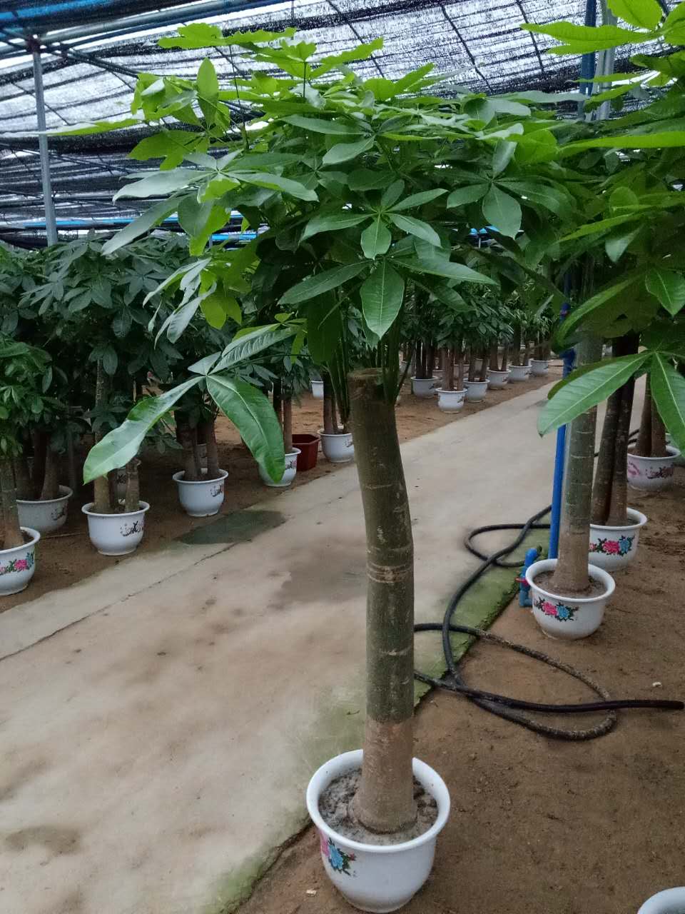 发财树 单杆（白盆)