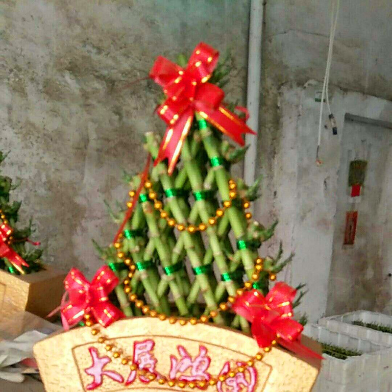 富贵竹小八金珠塔(带盆)