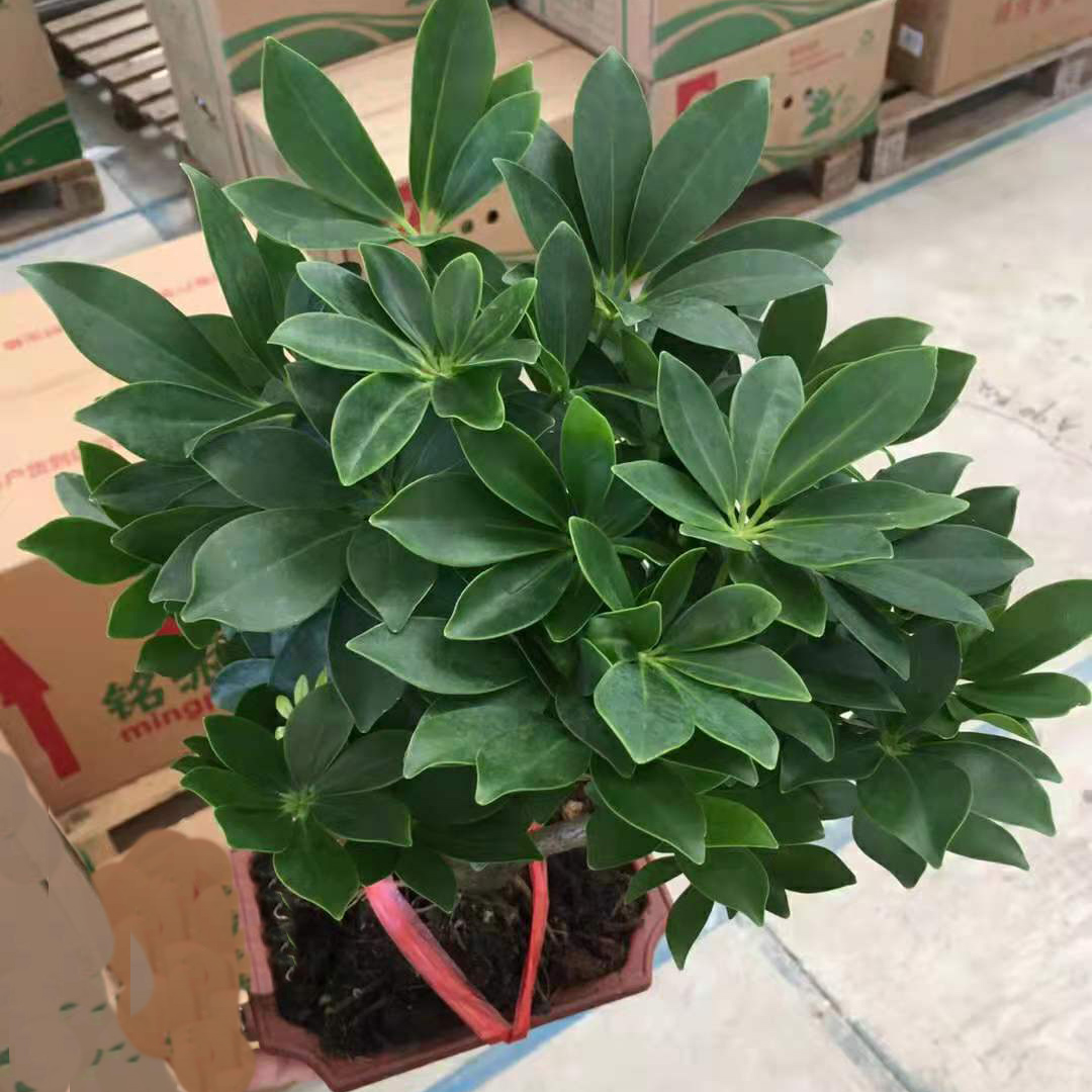 鸭脚木