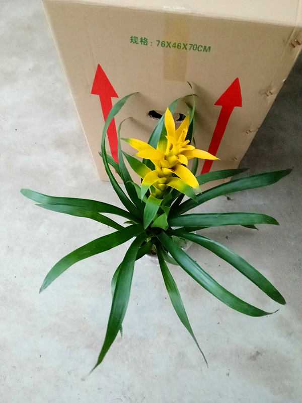 黄星