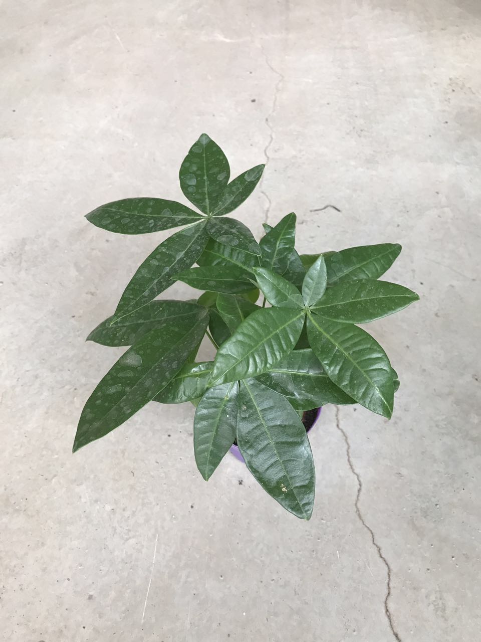 发财树（彩盆）