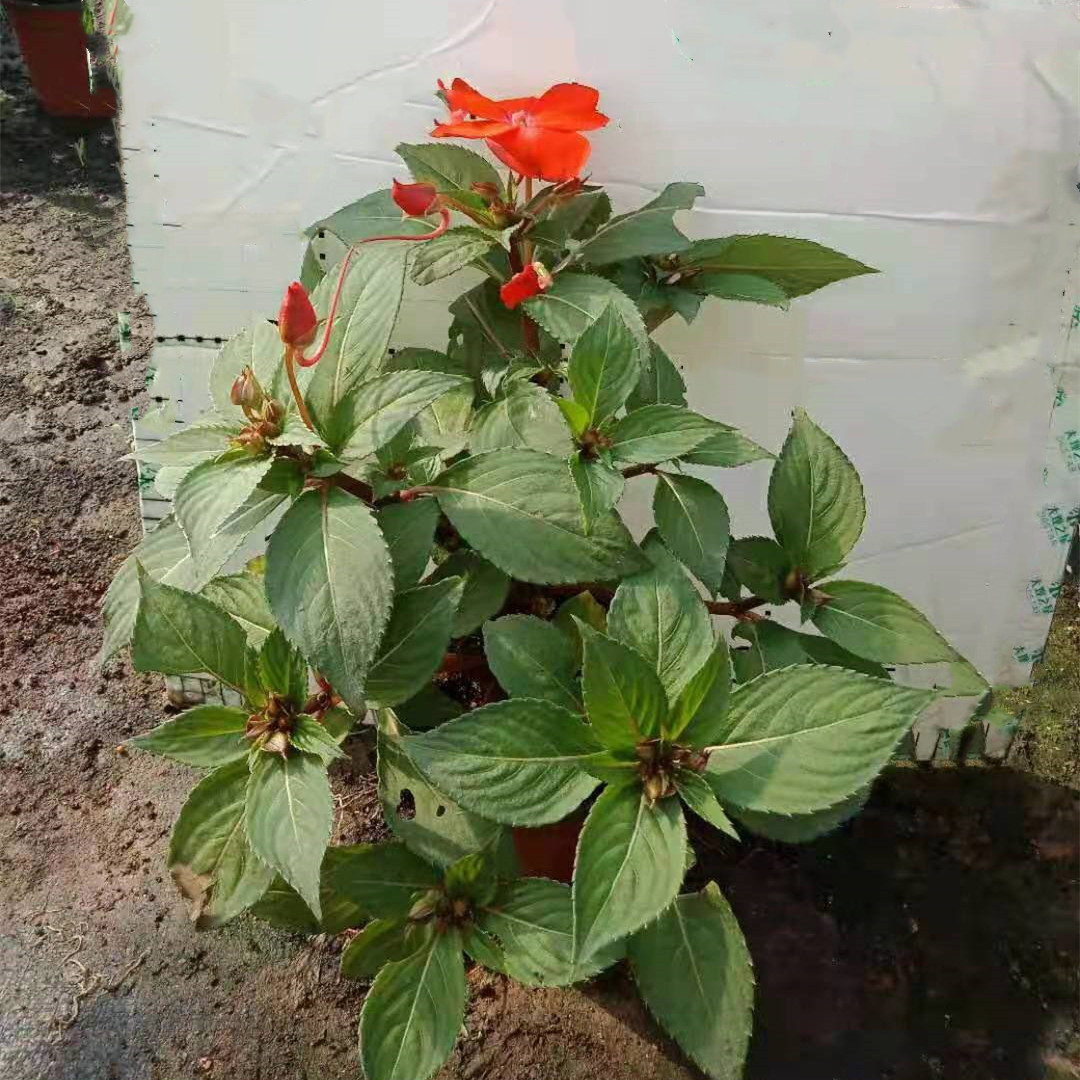桑蓓斯凤仙140#