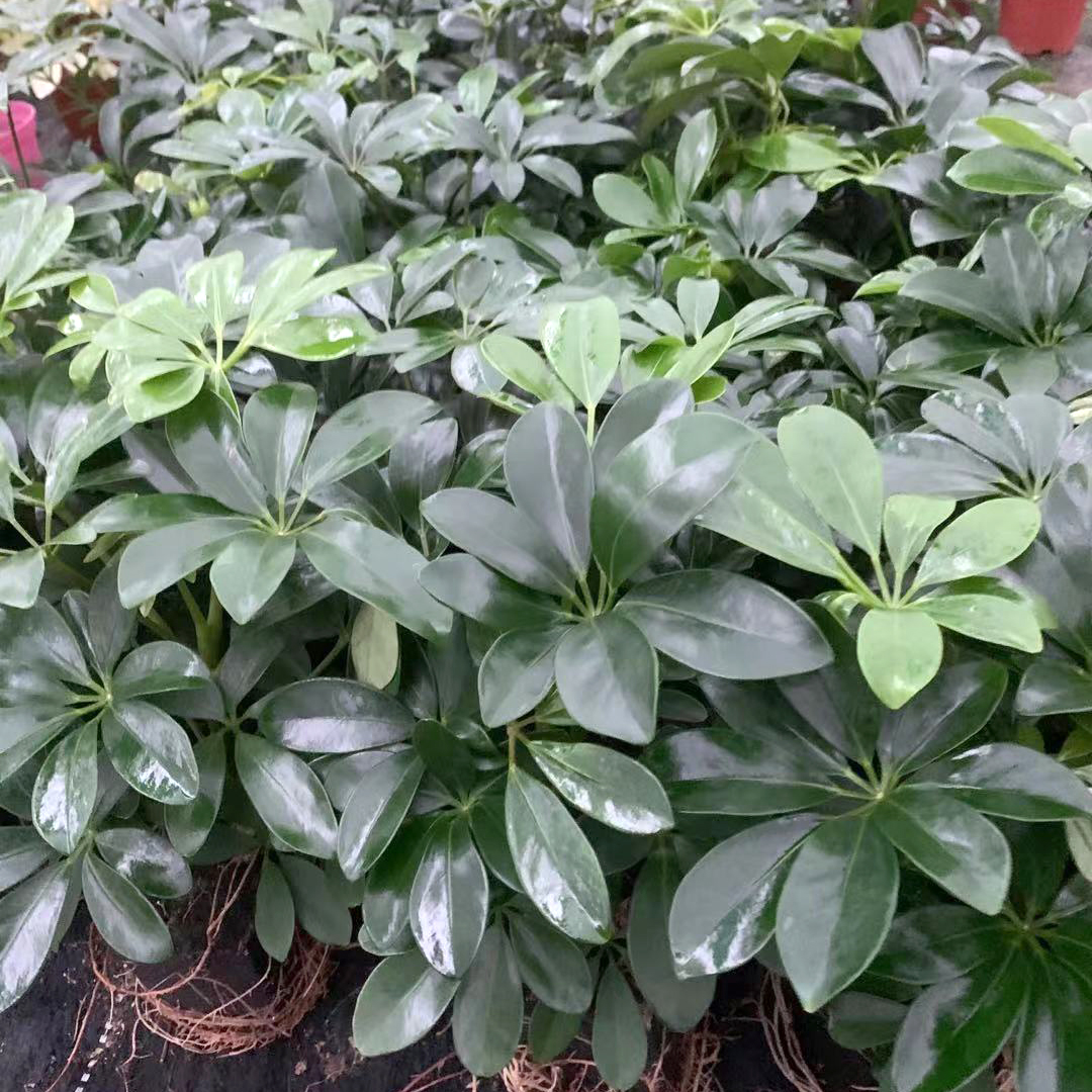 各种泡棉植物