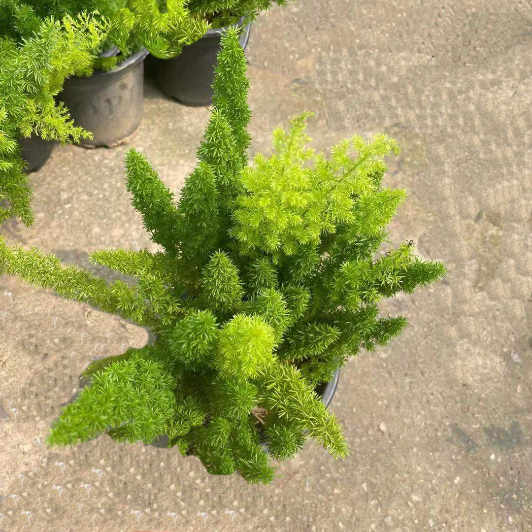 狐尾天门冬