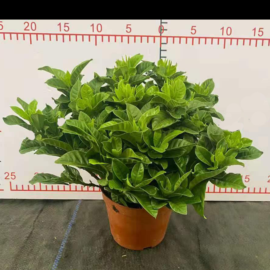 栀子花