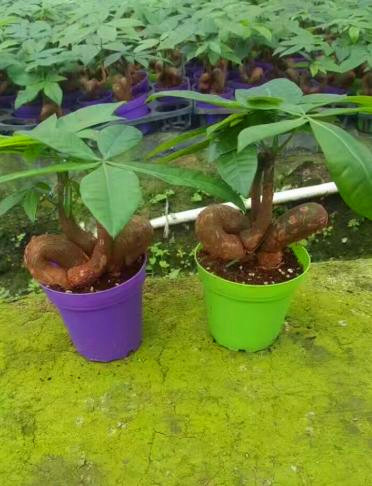 发财树怪头
