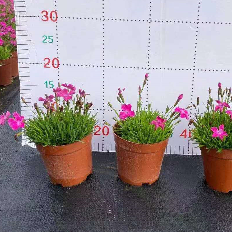 欧石竹120#