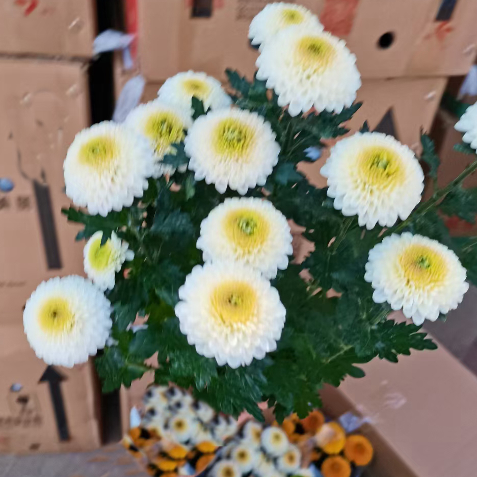 乒乓菊