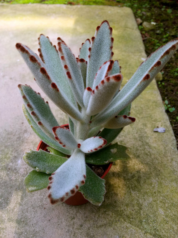 黑兔耳