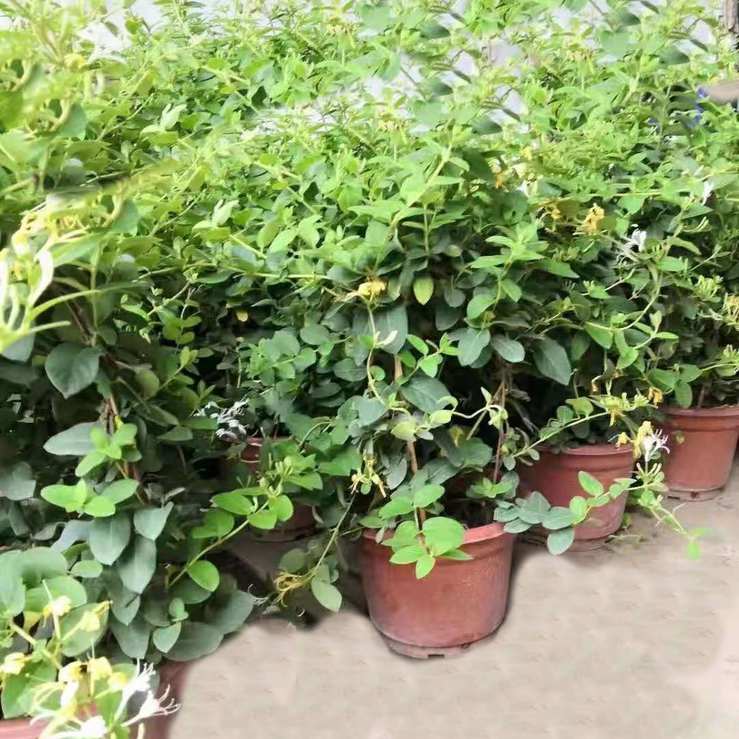 金银花