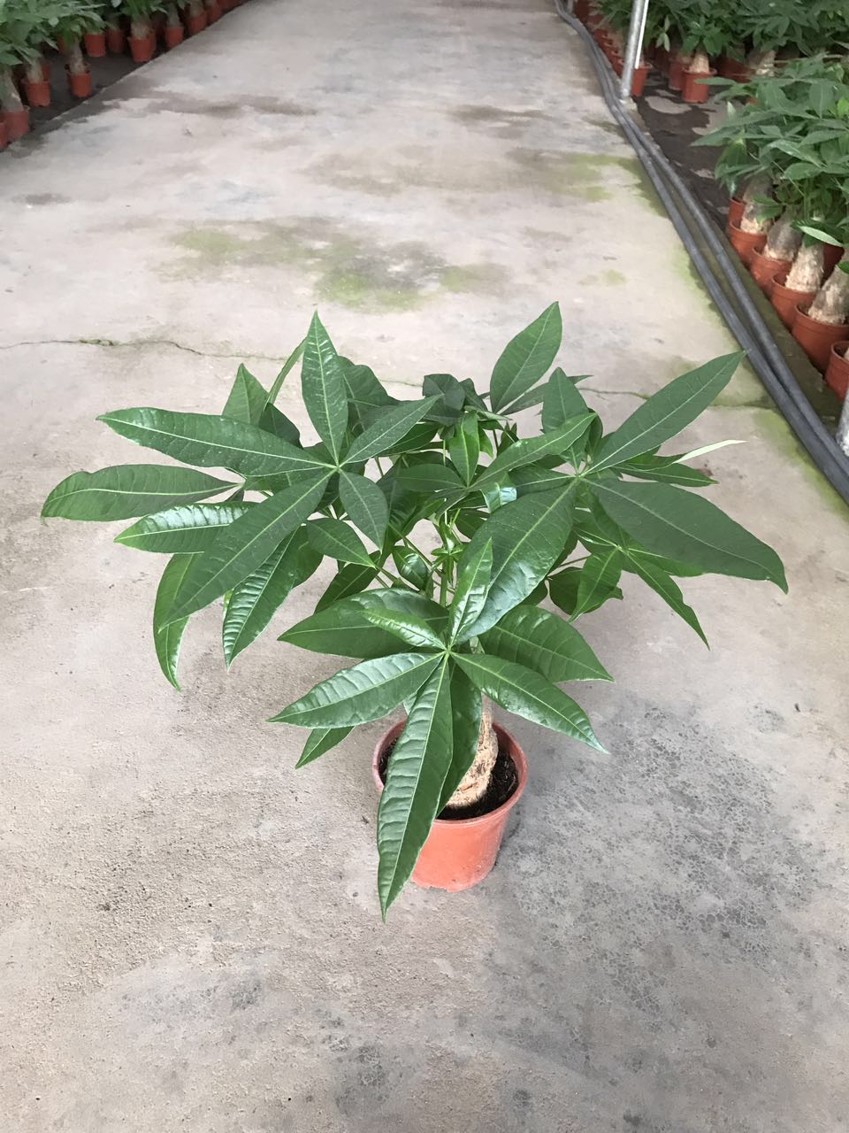 单株发财树