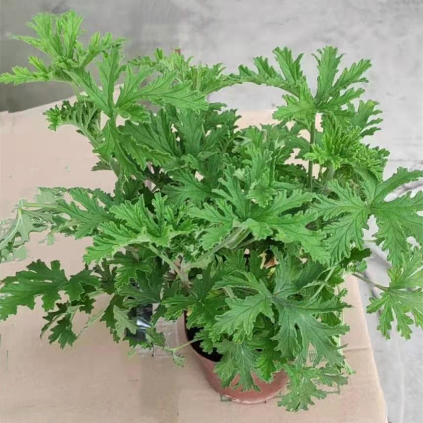 驱蚊草120#