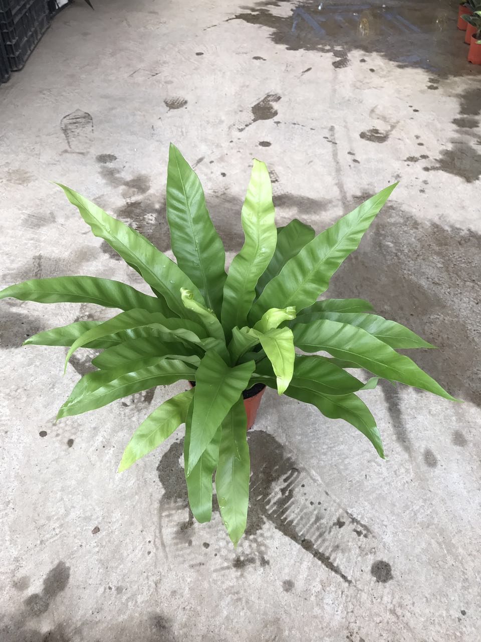 鸟巢蕨